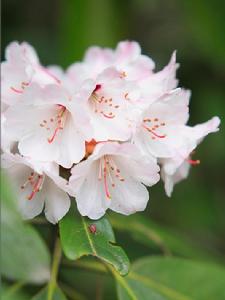 米林杜鵑 米林杜鵑