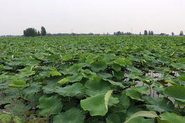 東任寨村 東任寨村