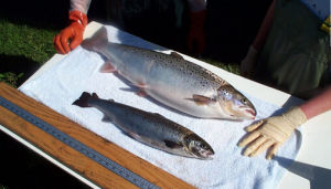 超級鮭魚 超級鮭魚