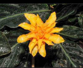 金花竹芋 金花竹芋