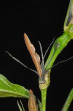 長穗馬藍屬 長穗馬藍屬