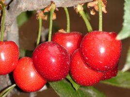 布魯克斯櫻桃 布魯克斯櫻桃