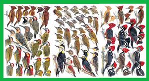 啄木鳥科 啄木鳥科