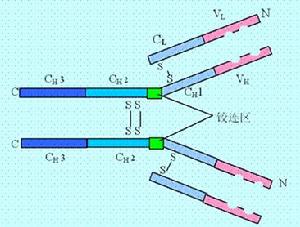 免疫球蛋白重鏈 免疫球蛋白重鏈