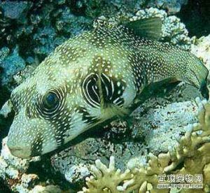 紋腹叉魨 紋腹叉魨