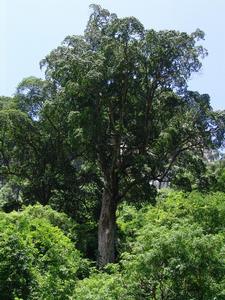 弄崗自然保護區