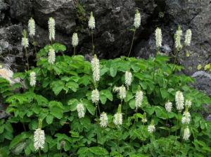大白花地榆 大白花地榆