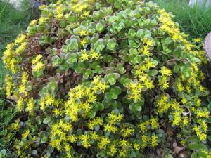 圓葉景天 圓葉景天