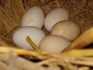 排把自然村農村經濟-雞蛋