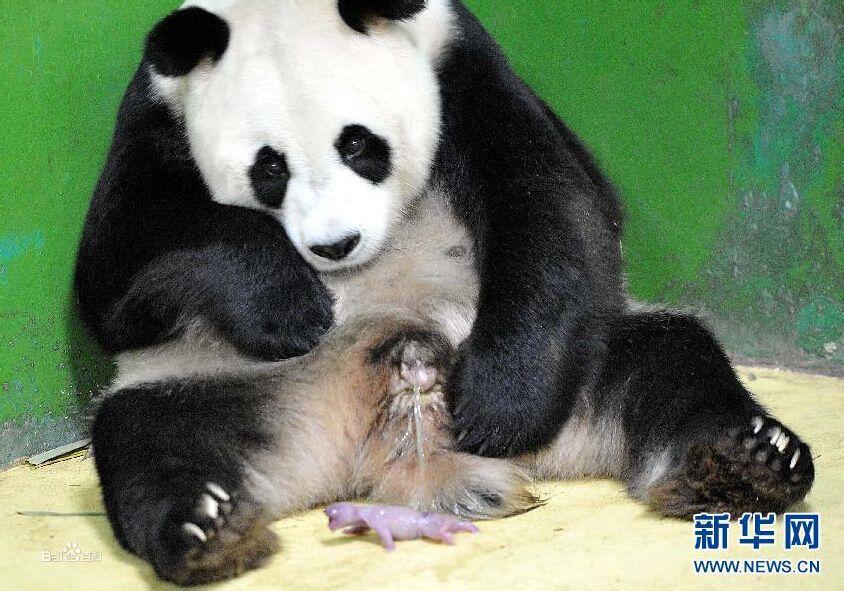 三胞胎大熊貓滿月成長記