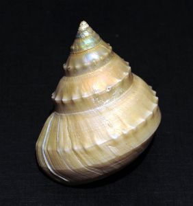 玉珠赤蛙螺 玉珠赤蛙螺