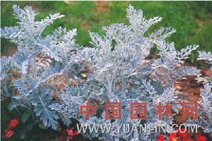 細裂銀葉菊 細裂銀葉菊