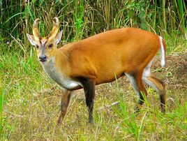 赤麂指名亞種 赤麂指名亞種
