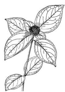 延齡耳草 延齡耳草