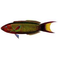 新月錦魚 新月錦魚