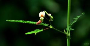 豆茶決明 豆茶決明