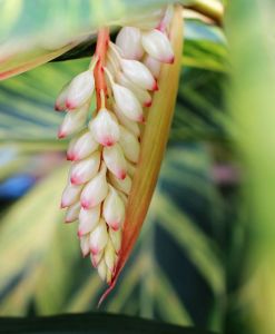 唇凸姜花 唇凸姜花