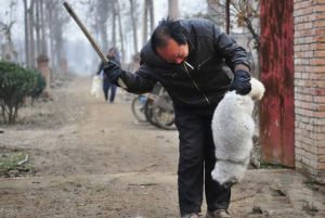 藍狐被敲頭而死