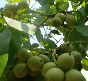 遼寧1號核桃 遼寧1號核桃