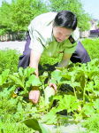 （圖）種植蔬菜