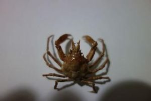 缺刻磯蟹 缺刻磯蟹