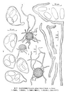 冷水花白粉菌 冷水花白粉菌