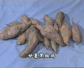 紅薯黑斑病 紅薯黑斑病