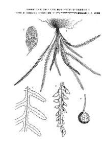 短葉荷包槲 短葉荷包槲