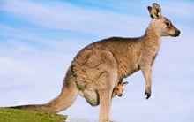 Kangaroo