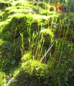 中華青毛蘚 中華青毛蘚