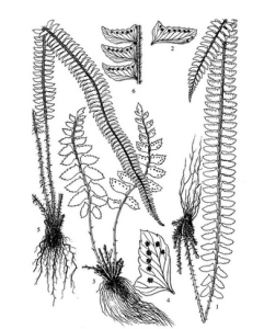 圓頂耳蕨 圓頂耳蕨