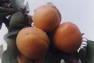 紅金榛杏