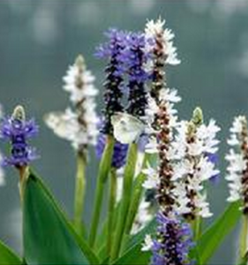 端麗醉魚草 端麗醉魚草