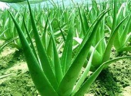 中國蘆薈 中國蘆薈