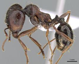 東方收穫蟻 東方收穫蟻