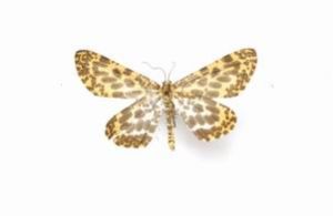 擇長翅尺蛾 擇長翅尺蛾