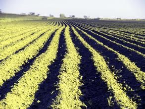 圖布信蘇木 圖布信蘇木