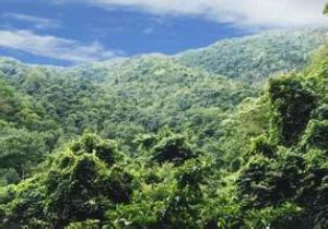 大雪山天然動植物園 大雪山天然動植物園