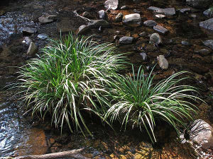 矮叢蒿系 矮叢蒿系