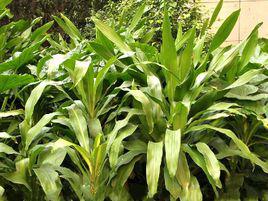 香龍血樹[天門冬科龍血樹屬]