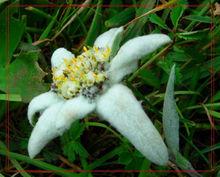 Edelweiss