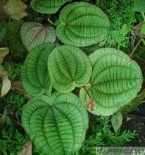 直立錦香草 直立錦香草