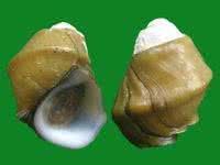 龍骨河螺 龍骨河螺