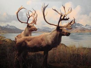 愛爾蘭麋 愛爾蘭麋