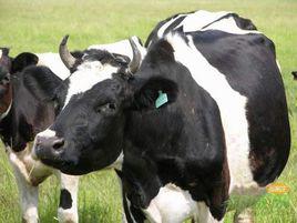 牛口蹄疫 牛口蹄疫