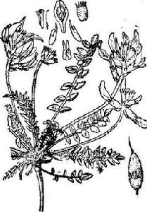 地角兒苗 地角兒苗