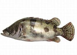 連環湖鱖魚 連環湖鱖魚