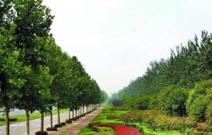 法桐生態公園 法桐生態公園