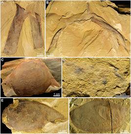 赫德蝦類奇蝦 赫德蝦類奇蝦