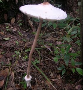 高大環柄菇 高大環柄菇